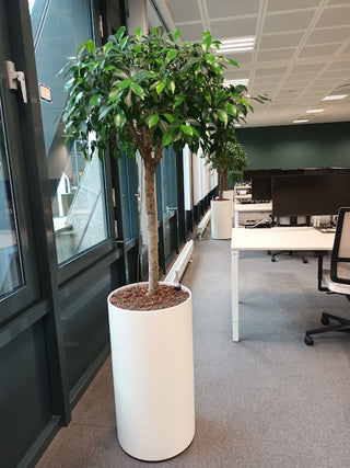 Projectinrichting: Green at the office